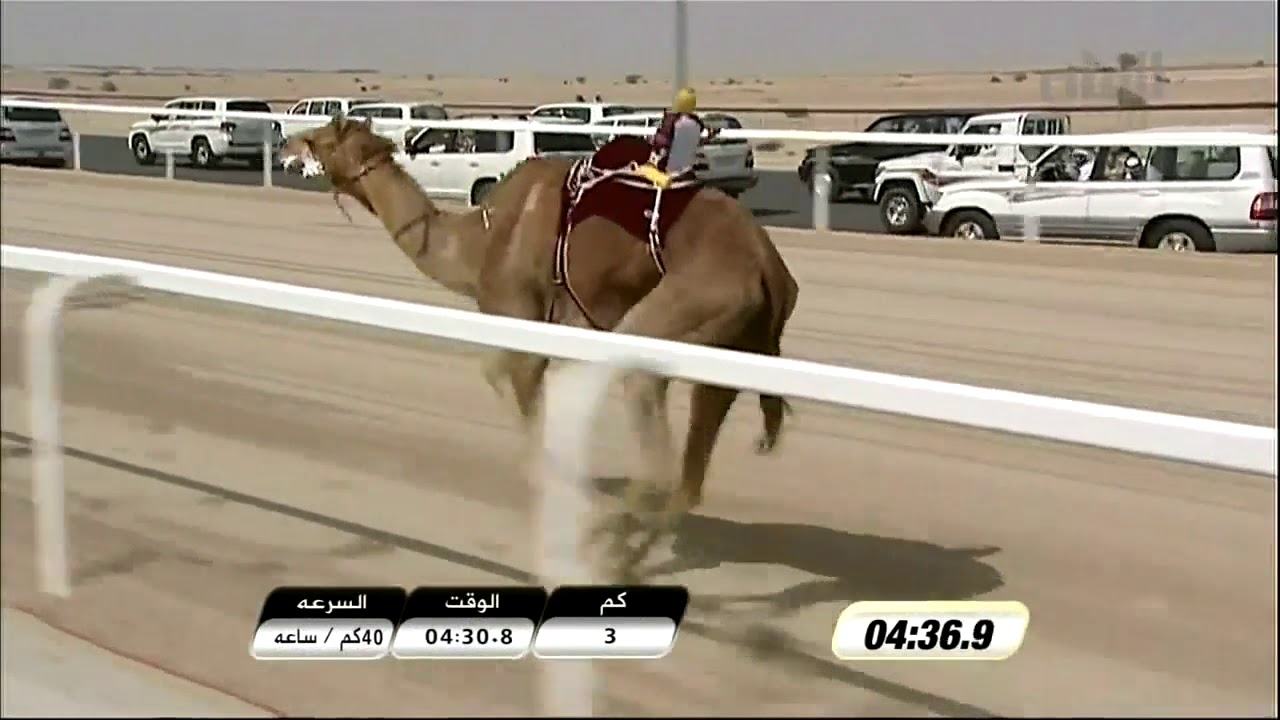 ظن لـ سعادة الشيخ القعقاع بن حمد بن خليفة آل ثاني (سالم بن فاران المري) مهرجان سمو أمير البلاد المفدى (موسم 2012) السيف الذهبي للحيل 12:04:7