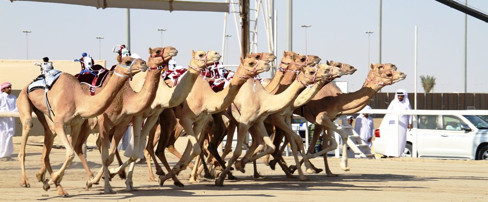 اللجنة المنظمة تعلن برنامج السباق المحلي الأول بالشحانية ولبصير