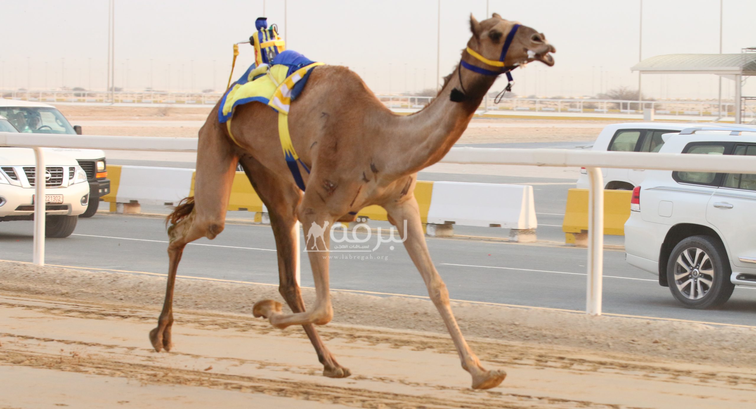 بختام المحلي الأول.. الشعار الغرفاوي يخطف صدارة الحيل