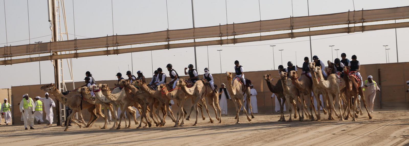 سباق الهجن التراثي يقام الجمعة 4 ديسمبر