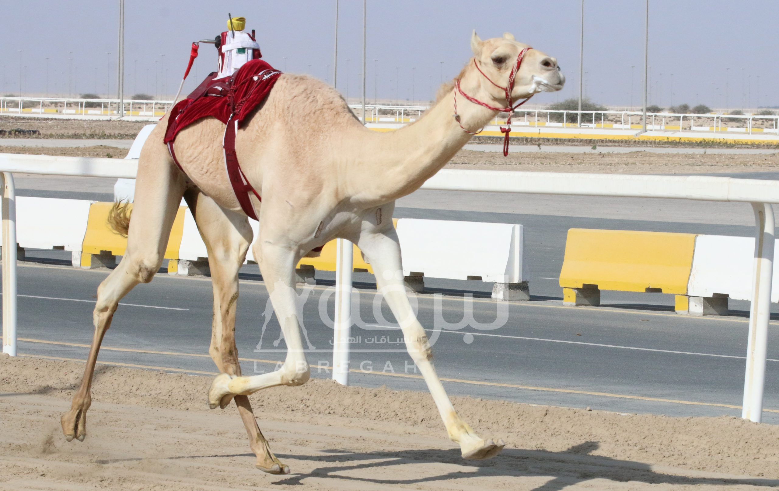 “عتب” الشحانية تفوز بناموس اللقايا بكار.. و”فجاج” الغرافة ينفرد بقمة القعدان