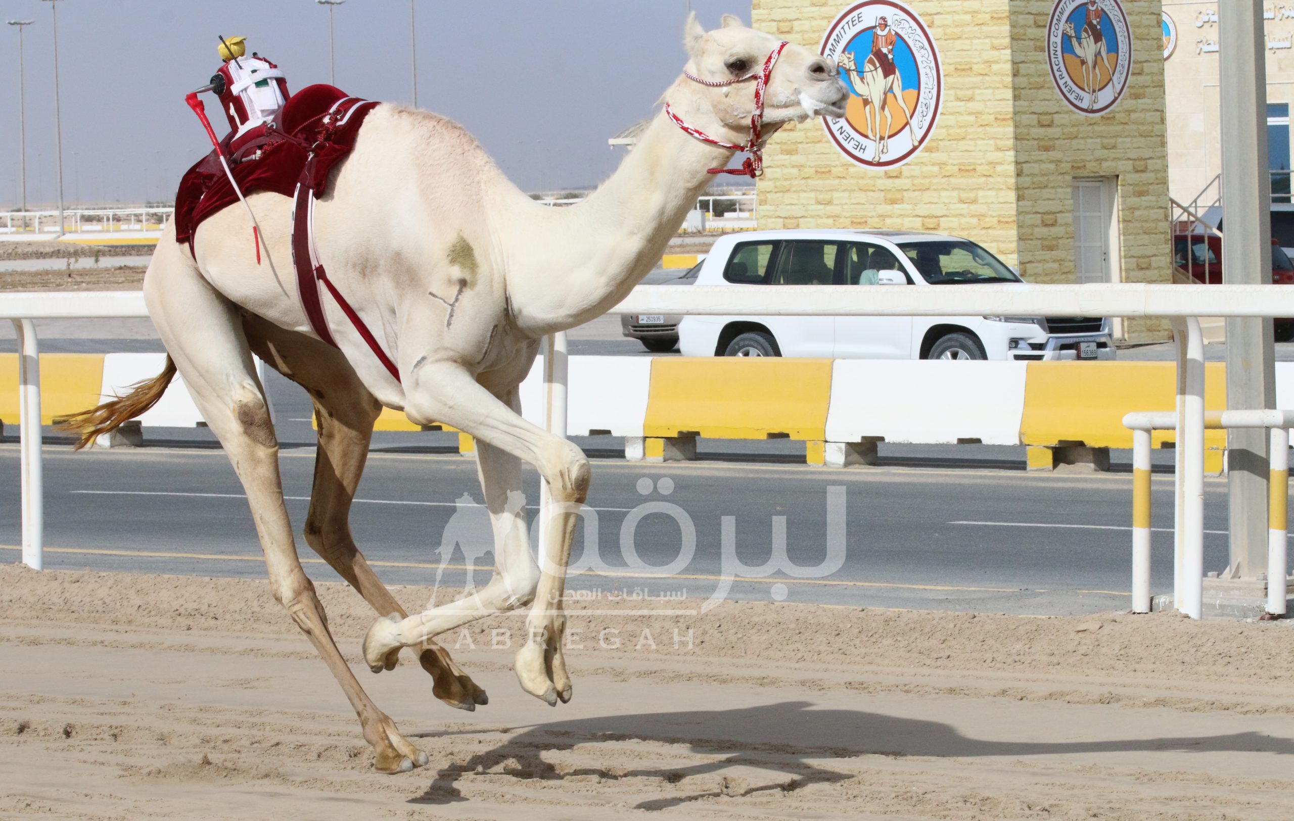 بختام المرحلة الأولى للمحلي 6.. “طواري” لهجن الشحانية تنتزع لقب الجذاع مفتوح