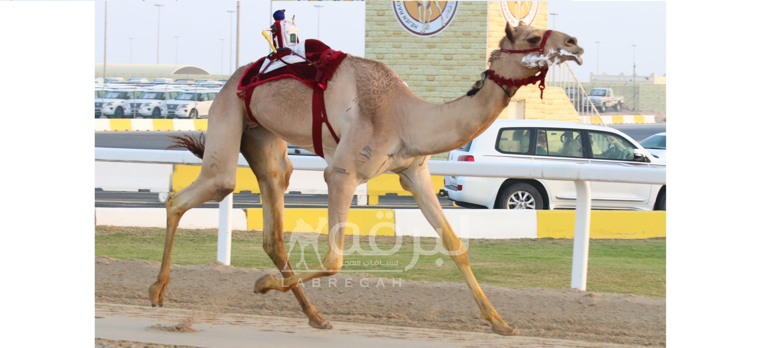 بتاسع أيام مهرجان الأمير الوالد.. العطية يقود هجن الشحانية إلى الإبداع في رئيسي الثنايا