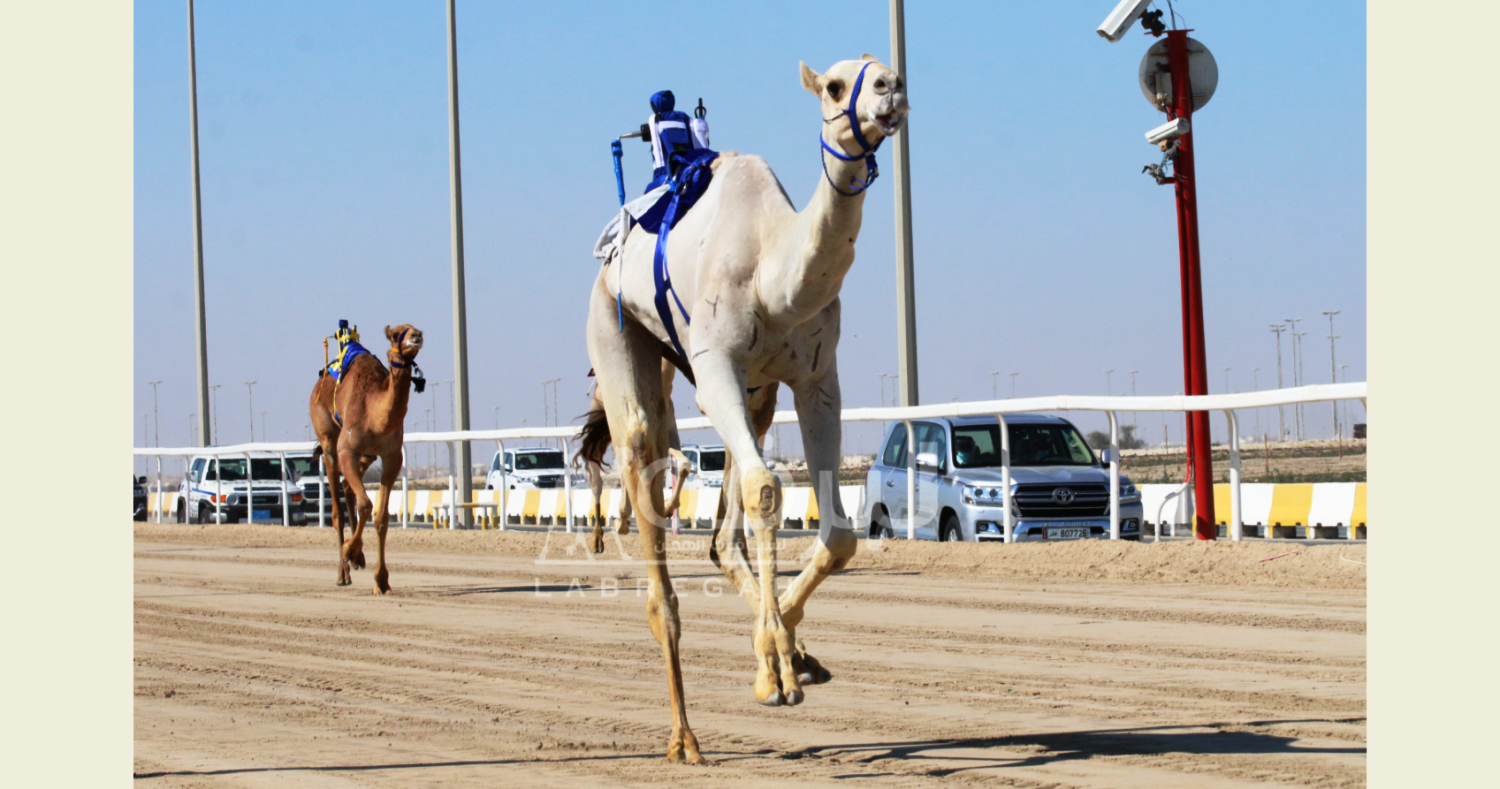 “ارتياد” لهجن المرقاب تقتنص ناموس اللقايا بكار بأفضل توقيت