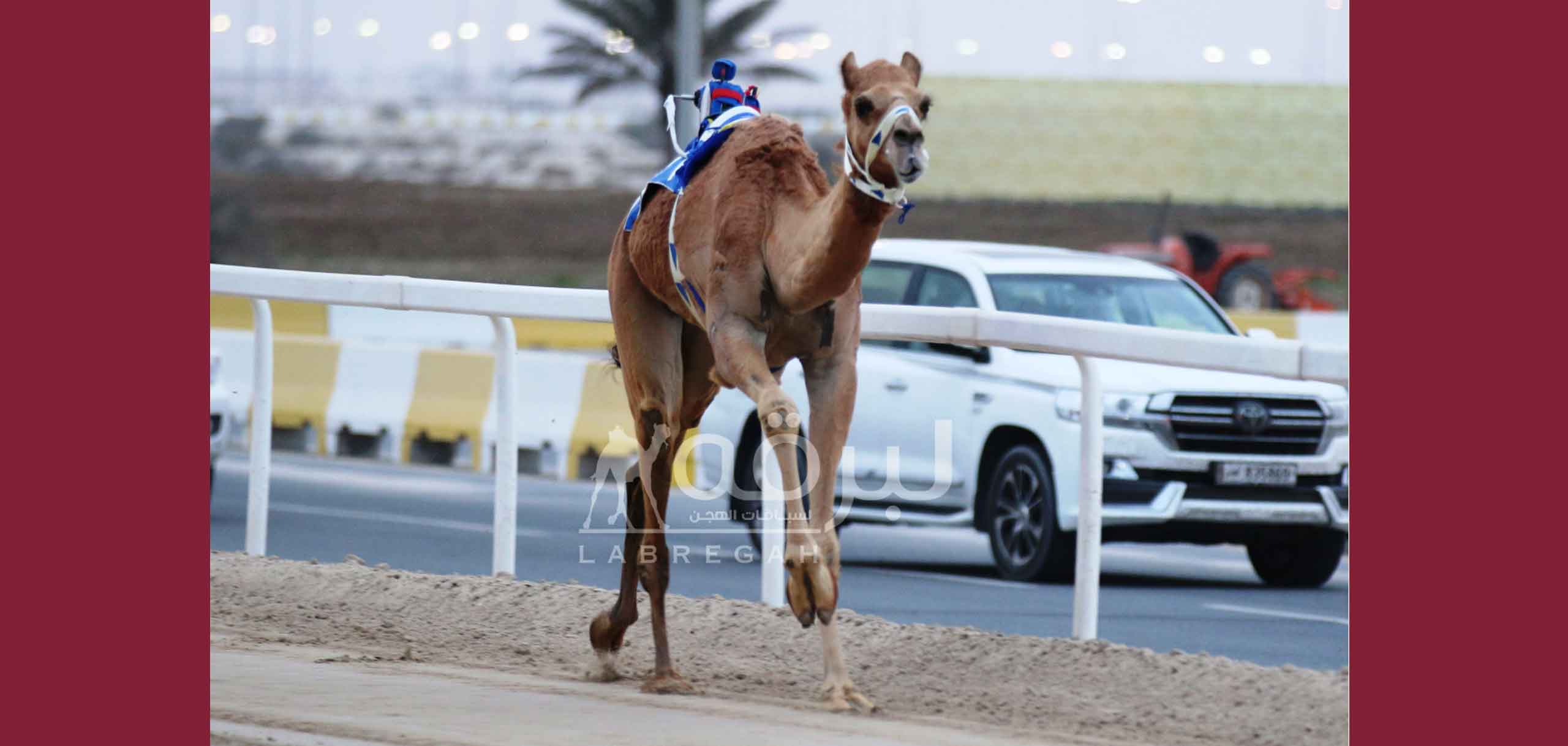 «الشايقة» تهدي هجن السيلية ناموس الحيل مفتوح بأفضل توقيت