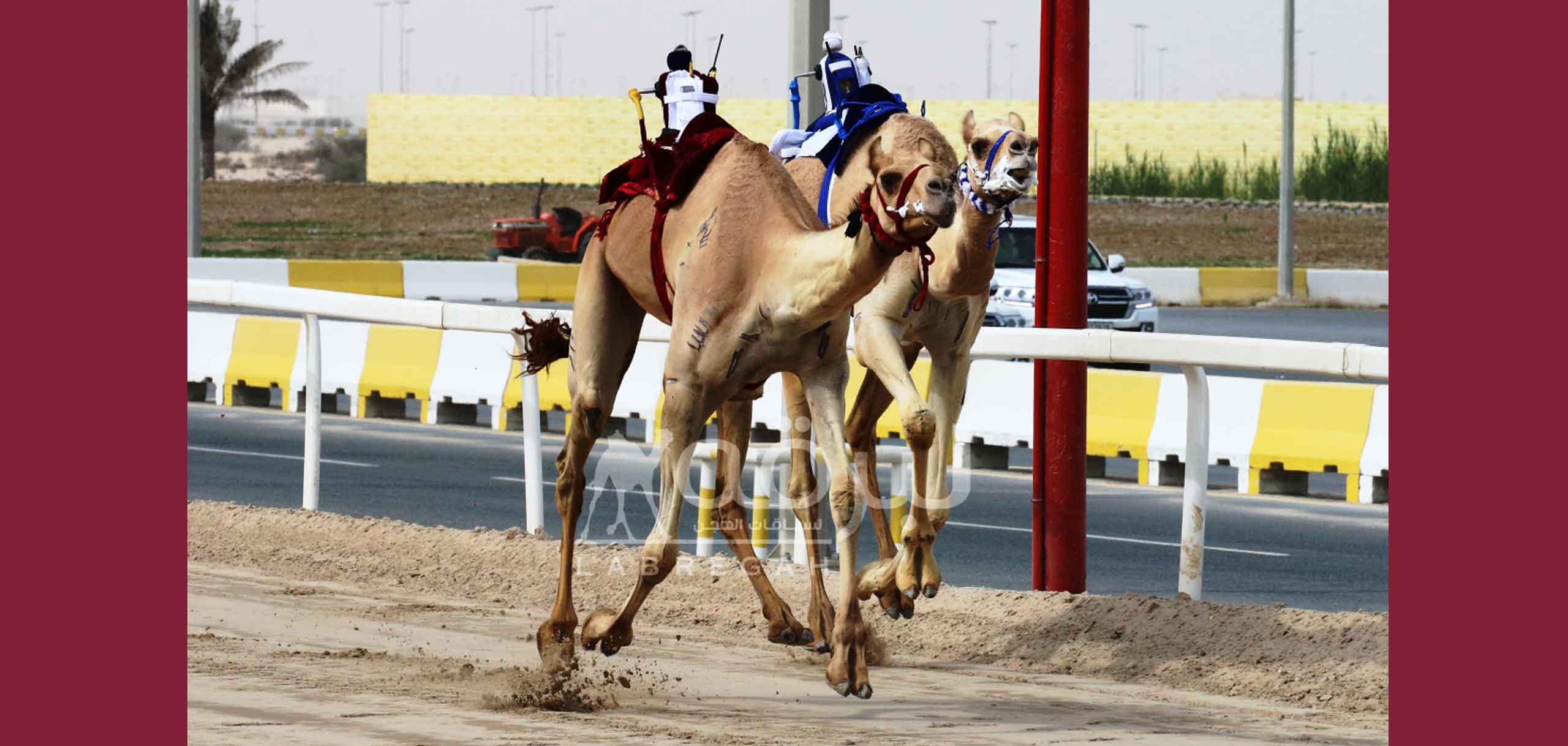 هجن الشحانية تفرض نفوذها على ناموسي الثنايا مفتوح