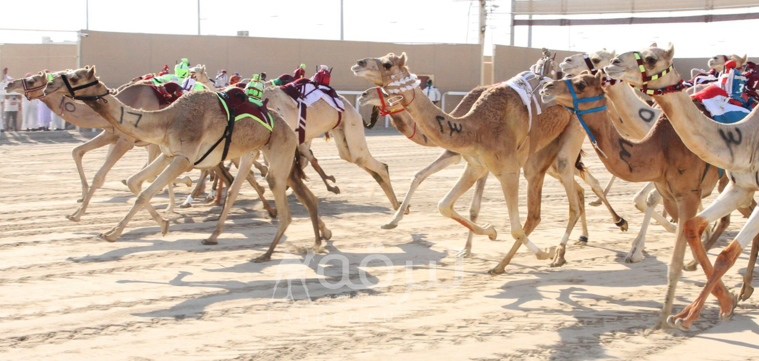 القيمة التقديرية للحقايق واللقايا والجذاع بمهرجان المؤسس 2021