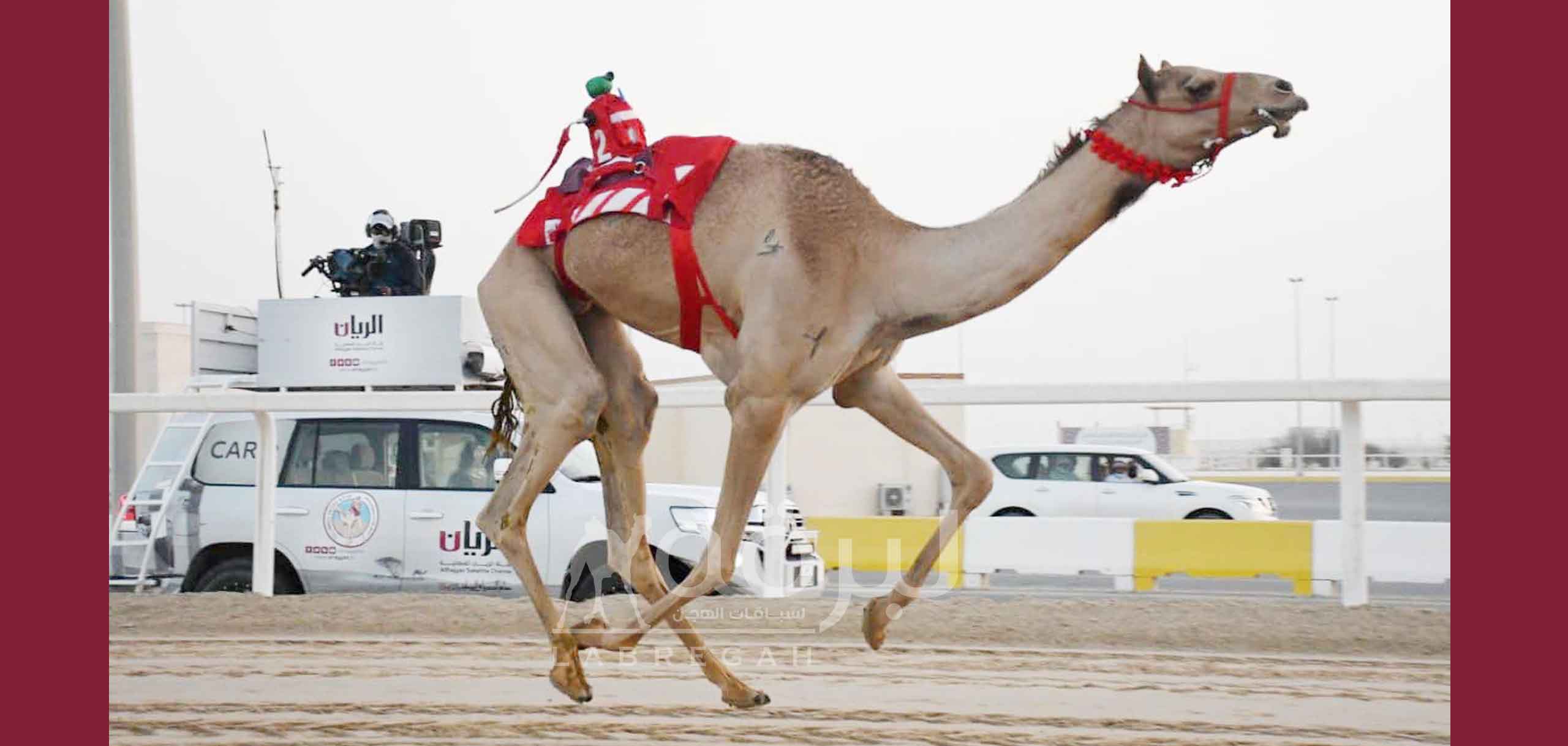 هجن الرئاسة تسيطر على صدارة الجذاع بكار إنتاج.. وأم الزبار تتربع على قمة القعدان