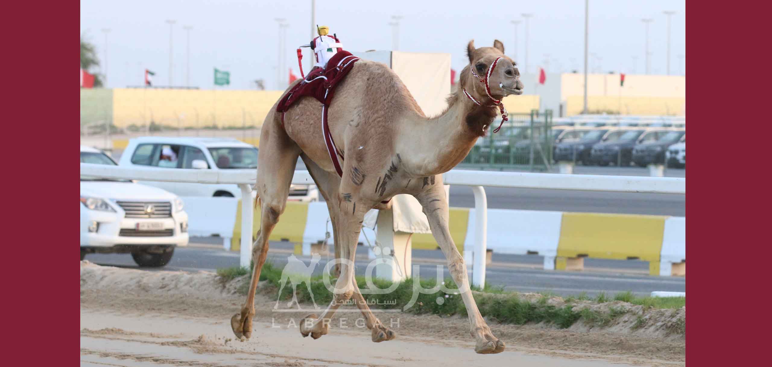 الشعار الأدعم يكسب تحدي الحيل.. وهجن الرئاسة تنتزع صدارة الزمول