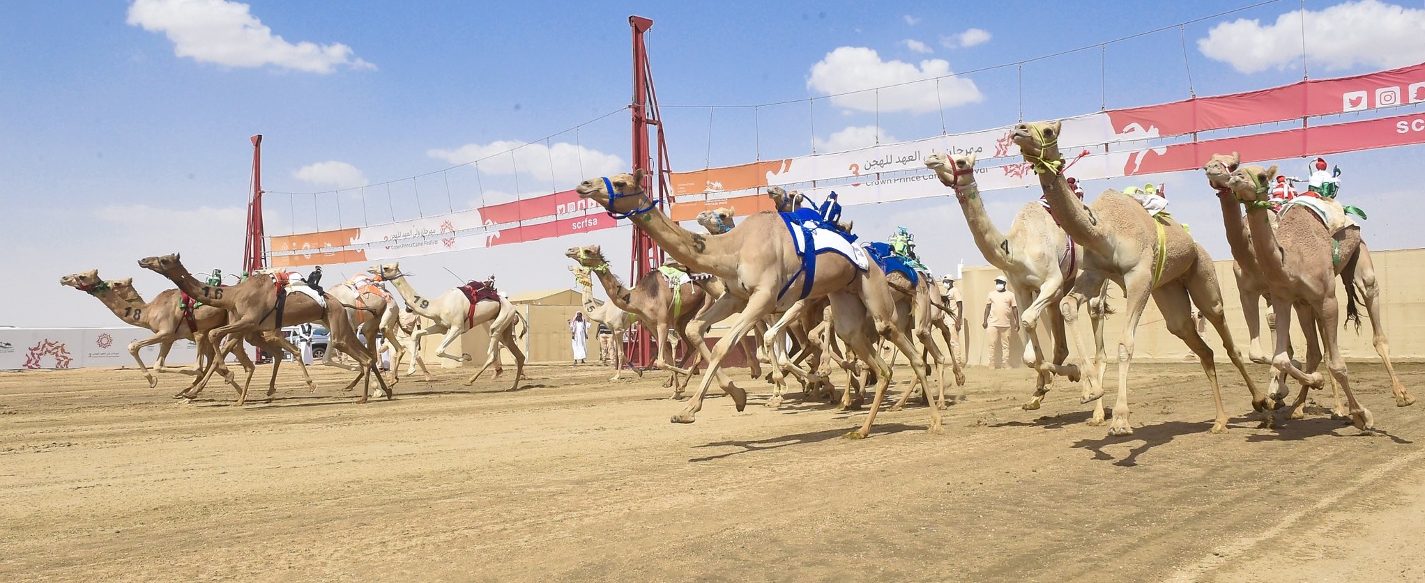 الهجن القطرية تواصل تألقها في مهرجان الطائف