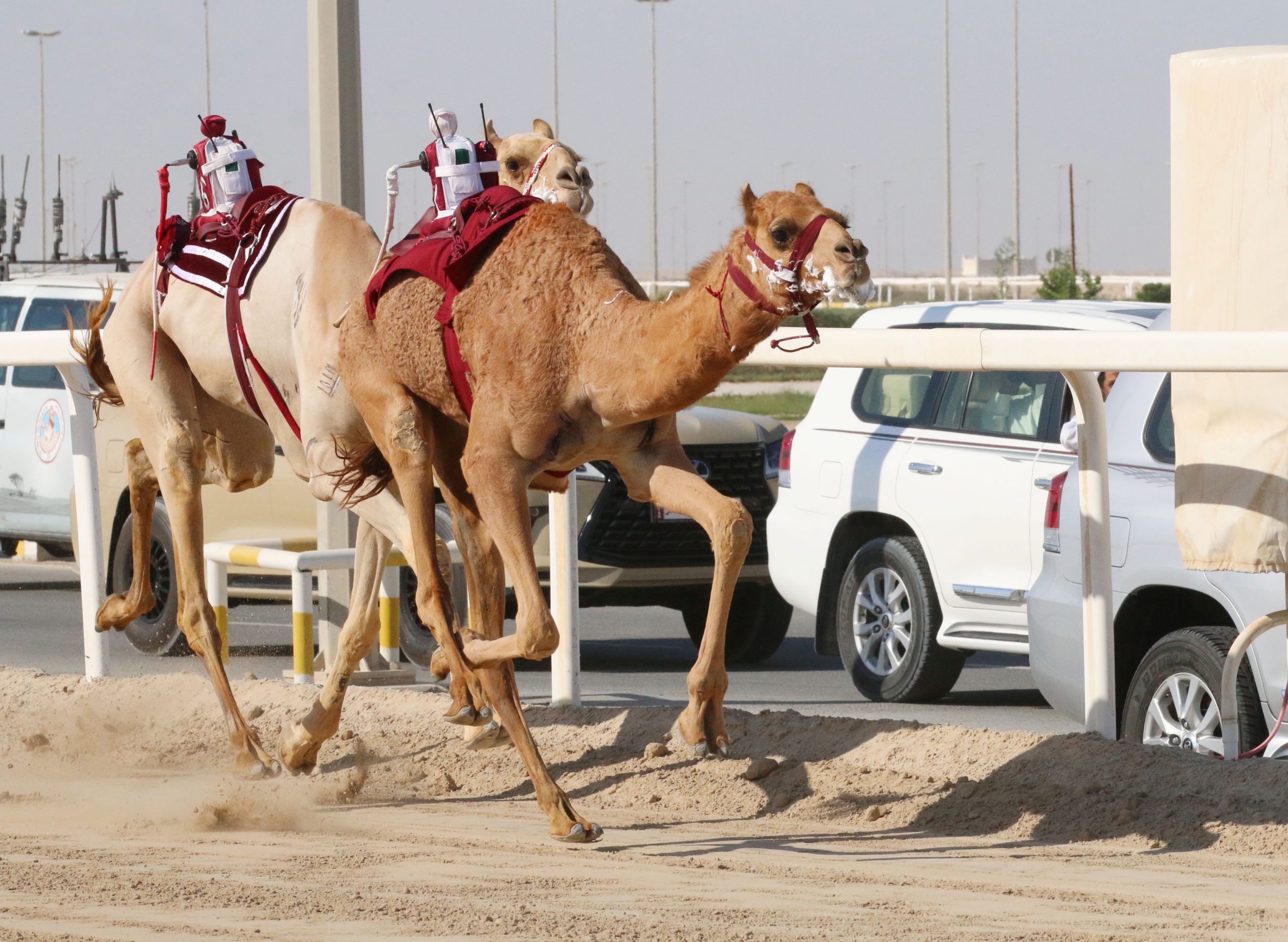 هجن الشحانية تسيطر على ناموسي الجذاع والبرنس يتألق