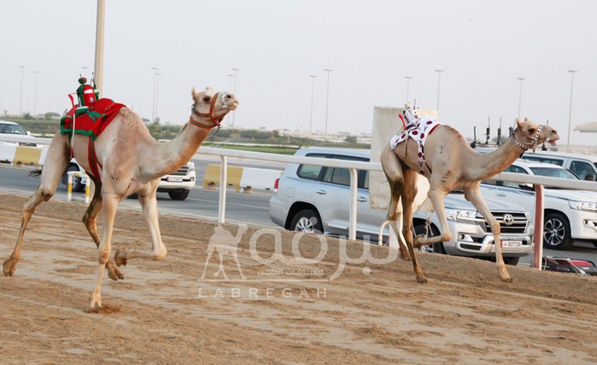 تحديات الجذاع تختتم المرحلة الأولى للقبائل بالمحلي السادس