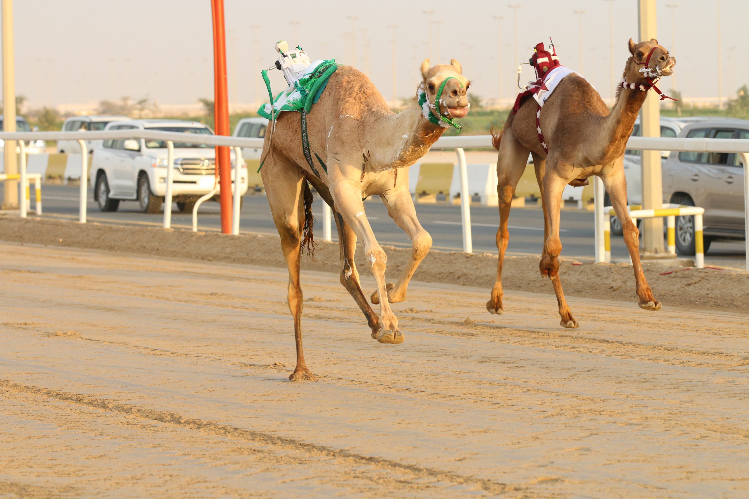 مشاركات قياسية في منافسات الجذاع بمهرجان الأمير الوالد