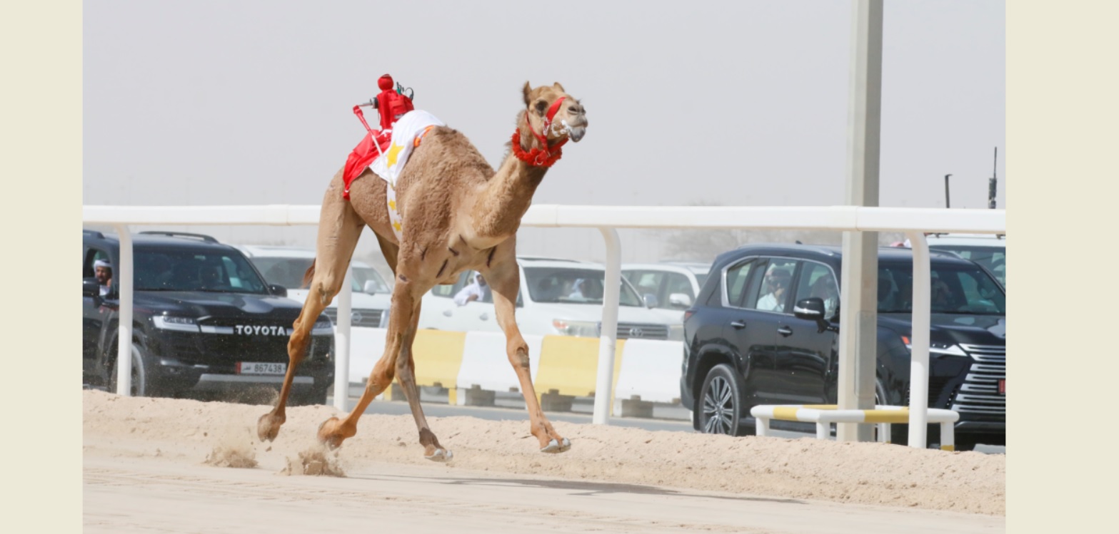 رموز الحقايق تشعل حماس الجماهير بمهرجان سمو الأمير