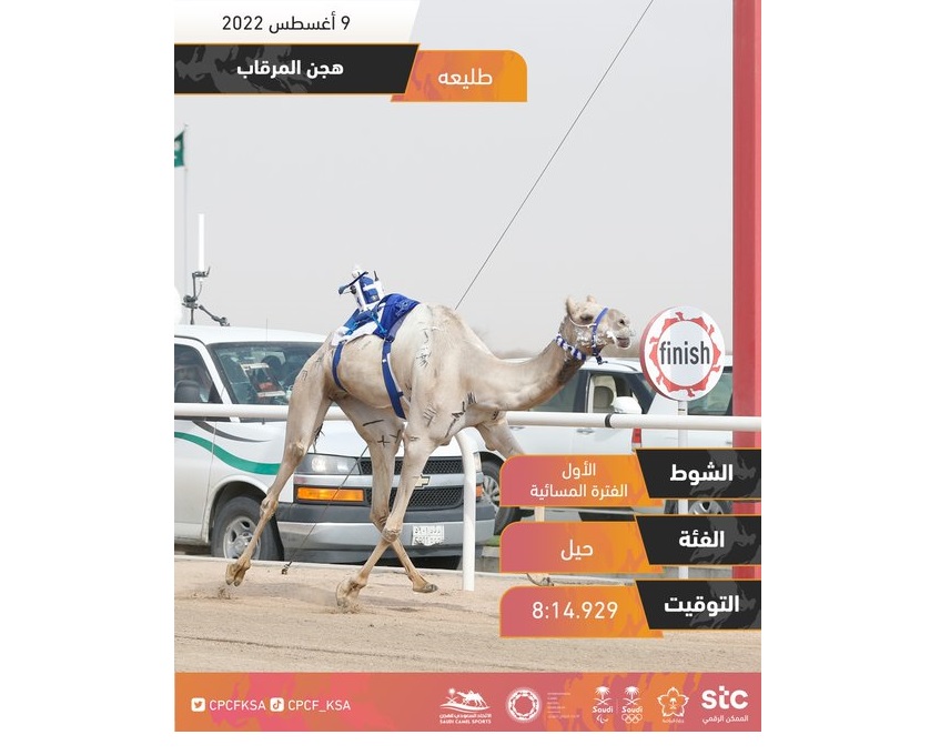 هجن المرقاب تظفر بناموس الحيل مفتوح