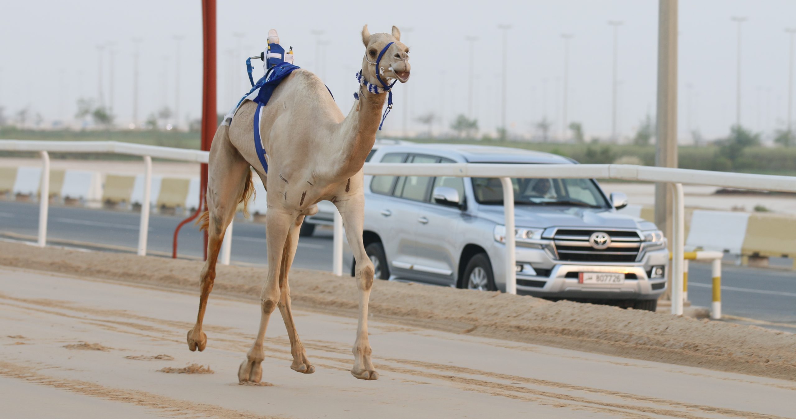 بالمحلي الثاني.. هجن المرقاب تسيطر على ناموسي الثنايا مفتوح