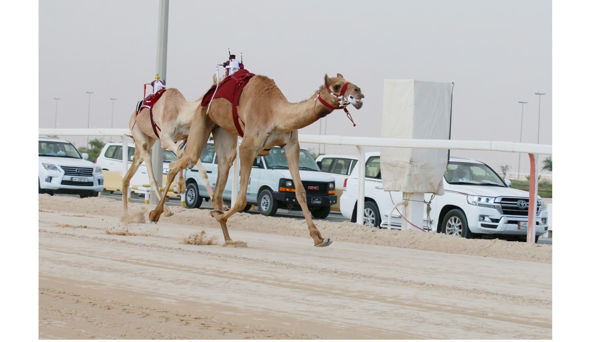 هجن الشحانية تواصل السيطرة على نواميس اللقايا