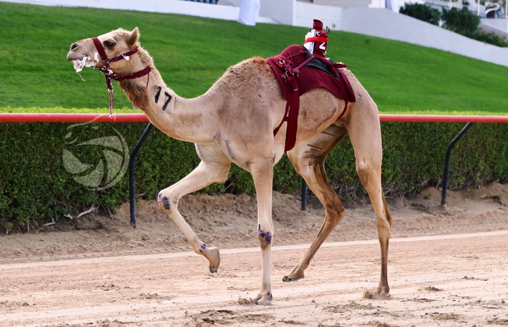 هجن الشحانية تواصل التألق على كل الجبهات الخارجية