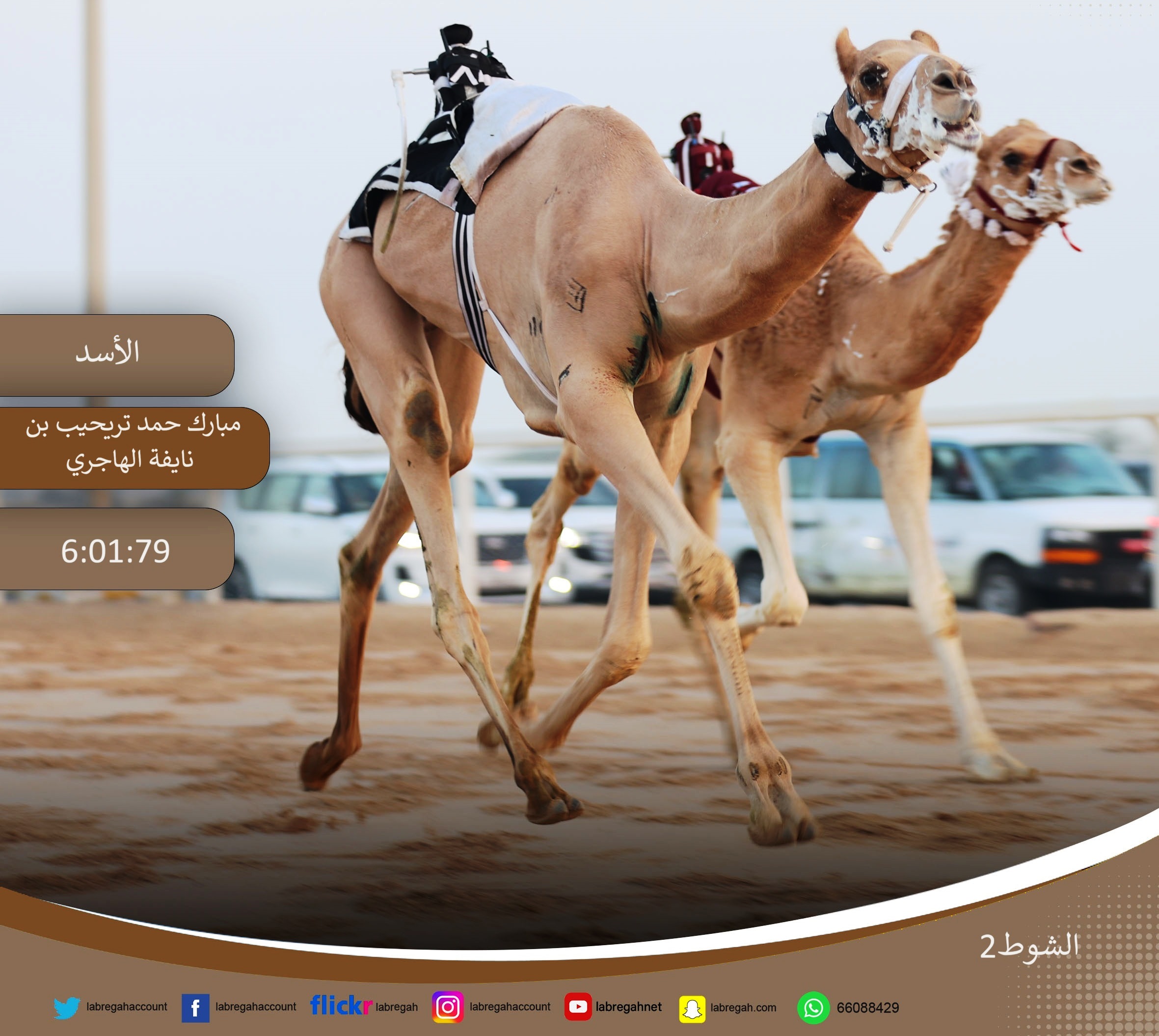منافسات قوية على نواميس اللقايا الصباحية