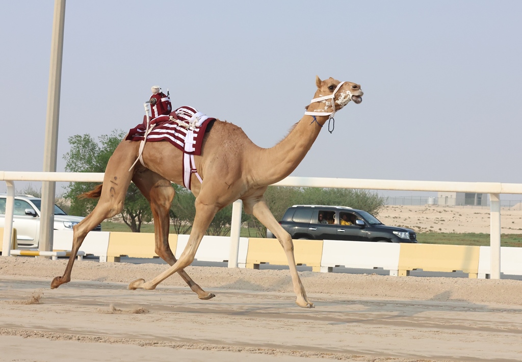هجن أم الزبار تتألق وتسيطر على منافسات الحقايق المفتوحة