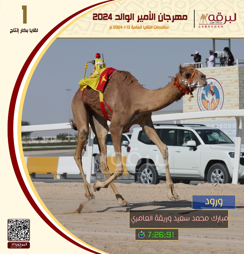 تحديات قوية على نواميس اللقايا إنتاج
