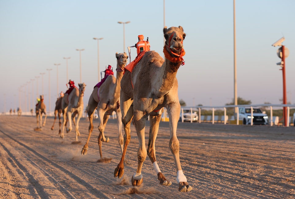 تحديات الجذاع تختتم المرحلة الأولى من السباق المحلي الثامن