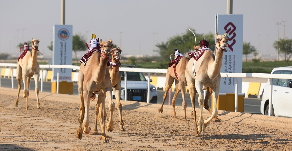 مهرجان سمو الأمير المفدى ينطلق 1 أبريل