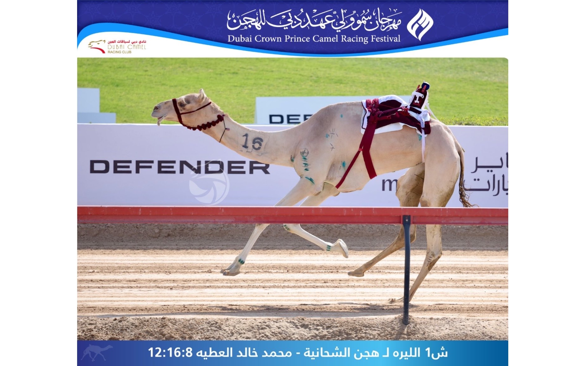هجن الشحانية تتألق وتظفر بناموس الحيل مفتوح