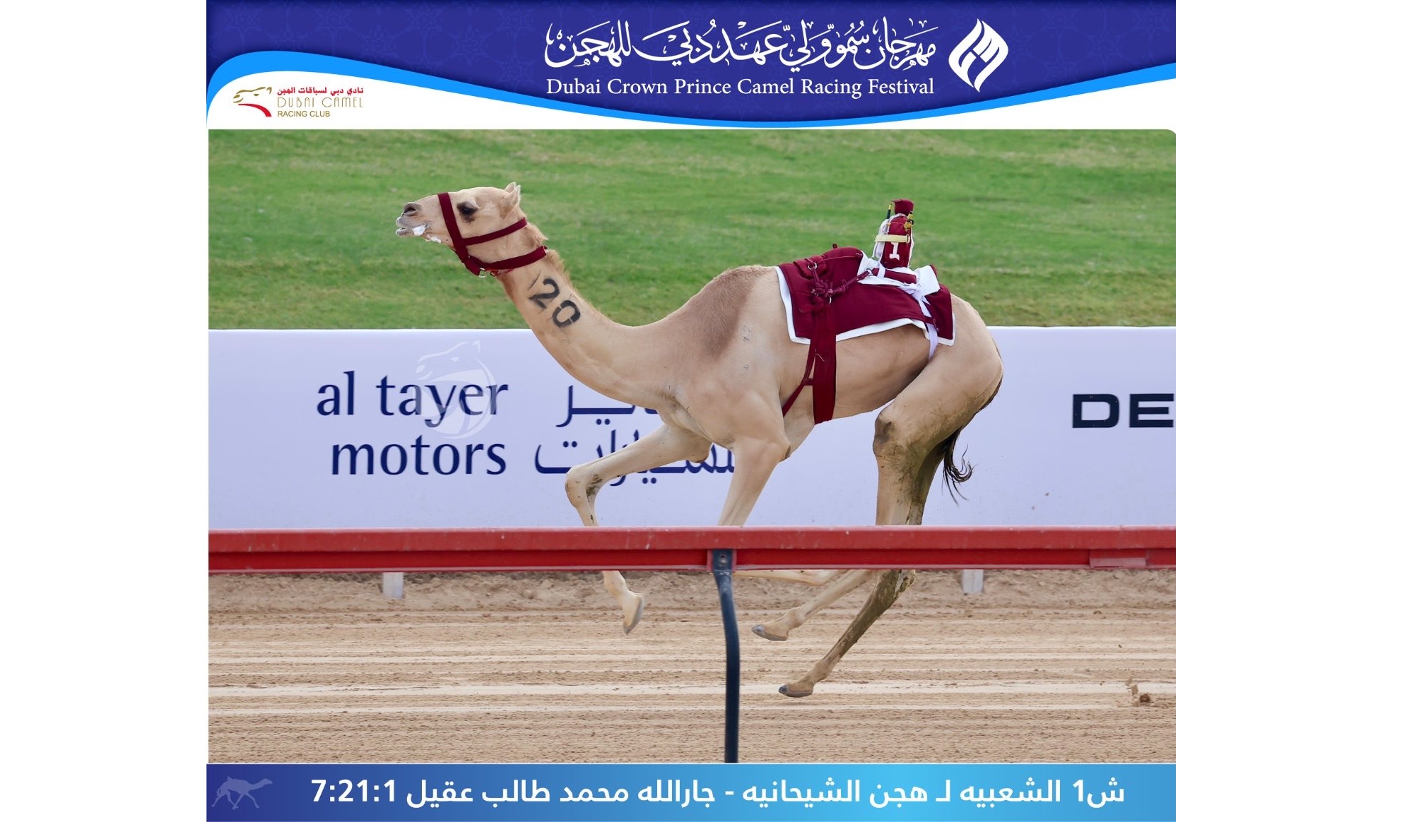 هجن الشحانية تواصل التألق في مهرجان ولي عهد دبي