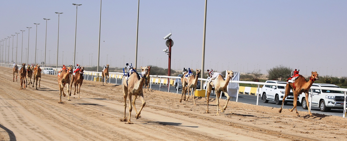 تحديات الحقايق إنتاج.. إثارة وندية في أول الأمسيات التراثية